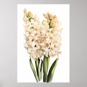 Poster d'impression Cream Hyacinth