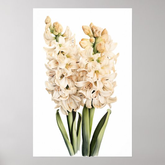 Poster d'impression Cream Hyacinth (Devant)