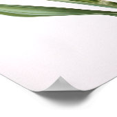 Poster d'impression Cream Hyacinth (Coin)