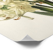 Poster d'impression Cream Hyacinth (Coin)