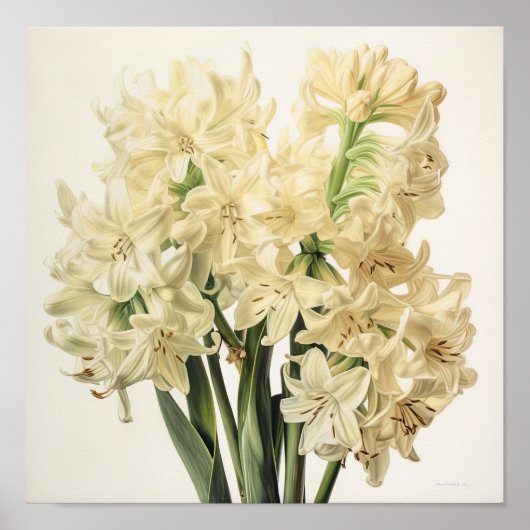 Poster d'impression Cream Hyacinth (Devant)