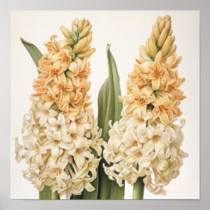 Poster d'impression Cream Hyacinth