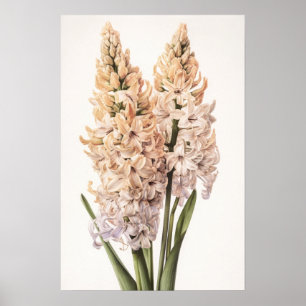 Poster d'impression Cream Hyacinth