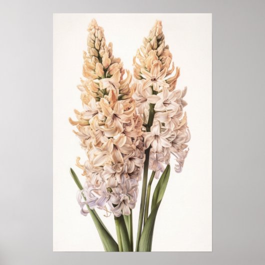 Poster d'impression Cream Hyacinth (Devant)
