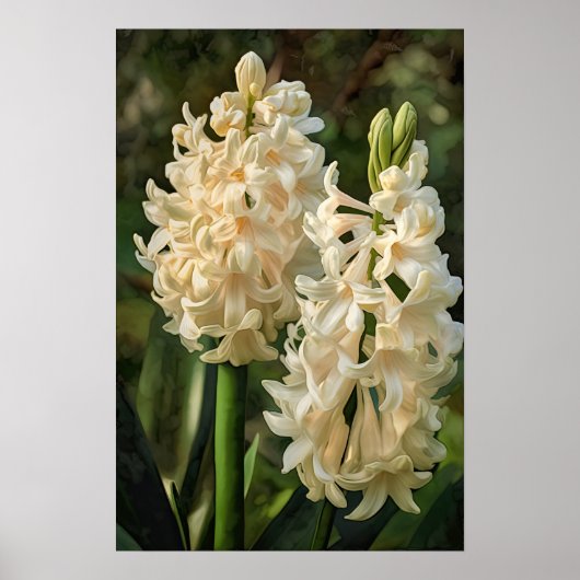 Poster d'impression Cream Hyacinth (Devant)