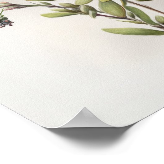 Poster d'impression d'Alyssum blanc (Coin)