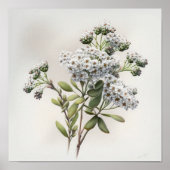 Poster d'impression d'Alyssum blanc (Devant)