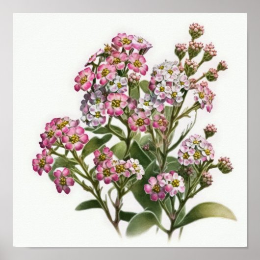 Poster d'impression d'Alyssum rose (Devant)