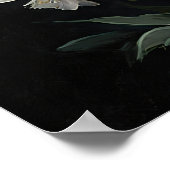 Poster d'impression d'art blanc Larkspur (Coin)