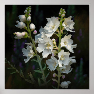 Poster d'impression d'art blanc Larkspur