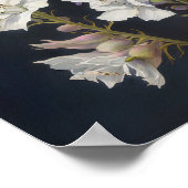 Poster d'impression d'art blanc Larkspur (Coin)