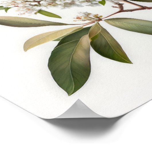 Poster d'impression d'art en crème blanche (Coin)