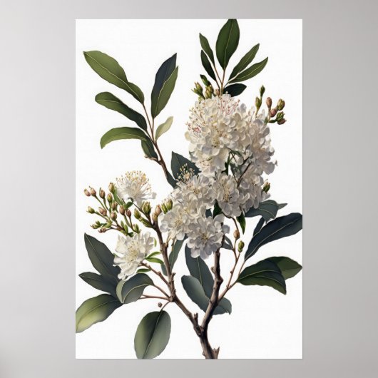 Poster d'impression d'art en crème blanche (Devant)