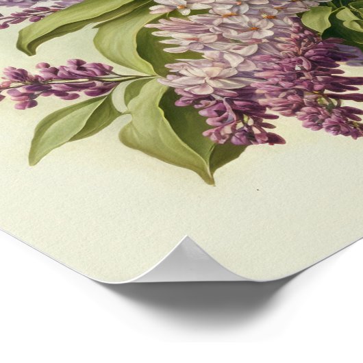 Poster d'impression d'art Lilac Fleurs (Coin)