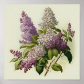 Poster d'impression d'art Lilac Fleurs (Devant)