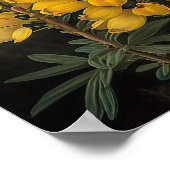 Poster d'impression d'Art Lupine Jaune (Coin)