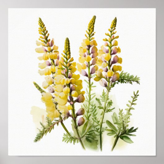Poster d'impression d'Art Lupine Jaune (Devant)