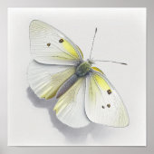 Poster d'impression d'Art Papillon Chou Blanc (Devant)