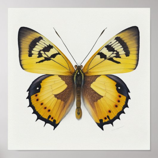 Poster d'impression d'art papillon jaune (Devant)