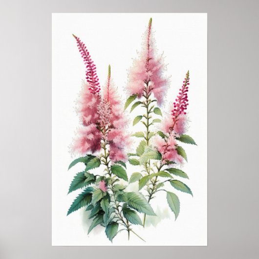 Poster d'impression d'Art rose Astilbe (Devant)