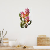 Poster d'impression d'art rose Curcuma (Cuisine)