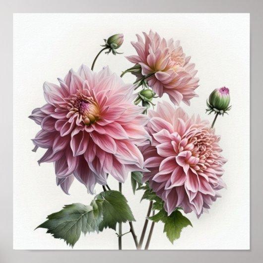 Poster d'impression d'art rose Dahlias (Devant)