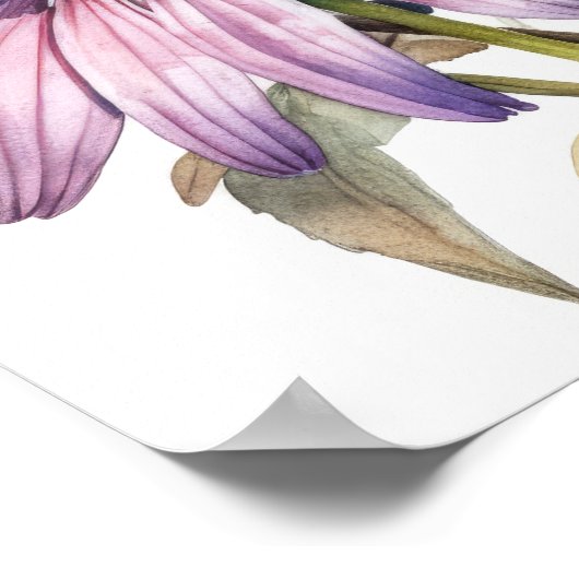 Poster d'impression d'art rose de fleurs de confle (Coin)