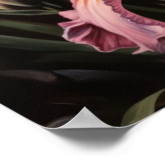 Poster d'impression d'art rose Iris (Coin)