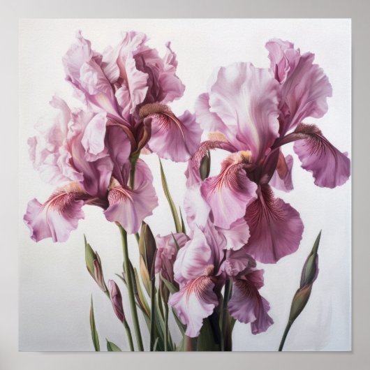Poster d'impression d'art rose Irises (Devant)