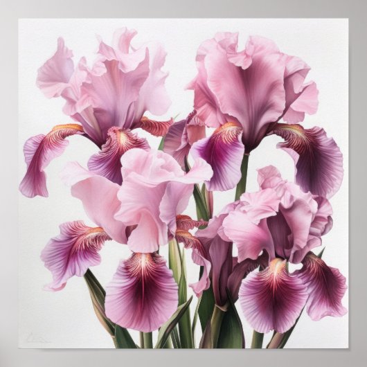 Poster d'impression d'art rose Irises (Devant)