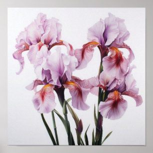 Poster d'impression d'art rose Irises