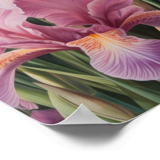 Poster d'impression d'art rose Irises (Coin)