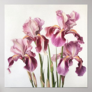 Poster d'impression d'art rose Irises