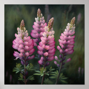 Poster d'impression d'art rose Lupine