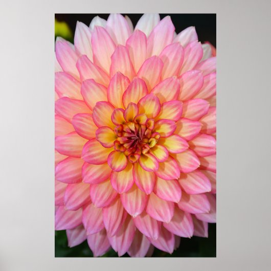 Poster d'impression de fleurs de dahlia rose et ja (Devant)