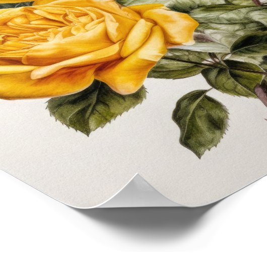 Poster d'impression de fleurs de rose jaune (Coin)