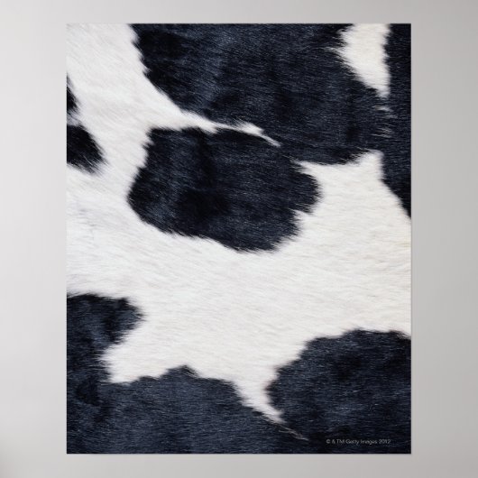 Poster d'impression de la vache (Devant)