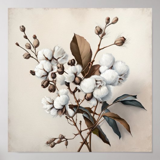 Poster d'impression de l'Art blanc Fleurs de coton (Devant)
