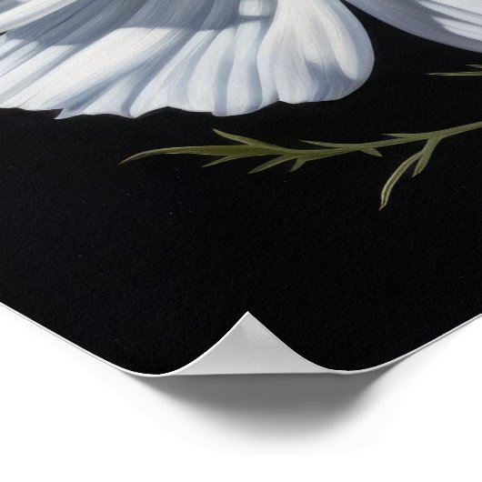 Poster d'impression de l'art Cosmos blanc (Coin)