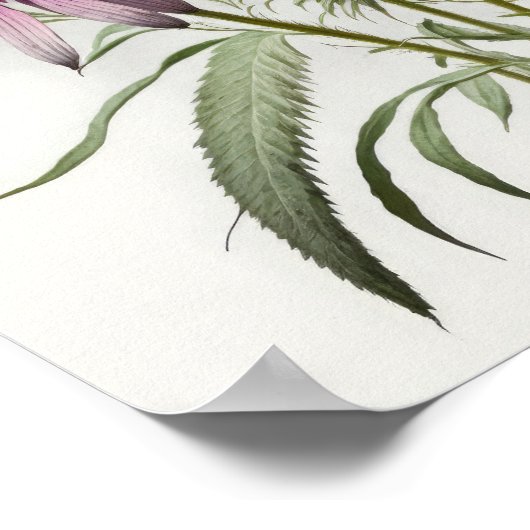 Poster d'impression de l'art de Conflowers violets (Coin)