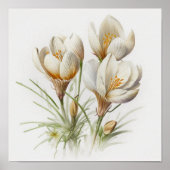 Poster d'impression de l'Art de Crocus Blanc (Devant)