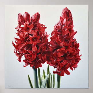 Poster d'impression de l'art de la fleur Red Hyaci