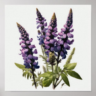 Poster d'impression de l'art de la lupine violette
