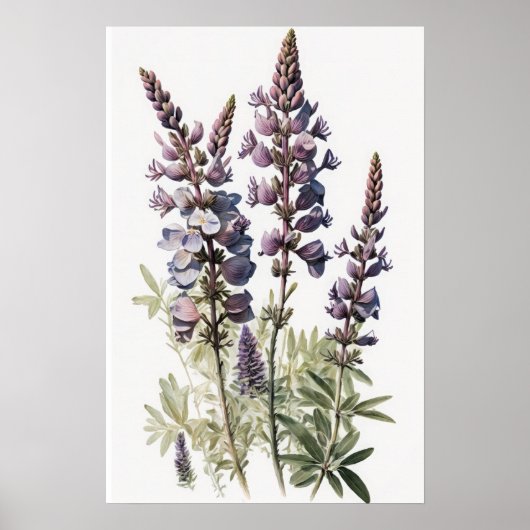 Poster d'impression de l'art de la lupine violette (Devant)