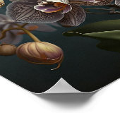 Poster d'impression de l'art de l'orchidée blanche (Coin)
