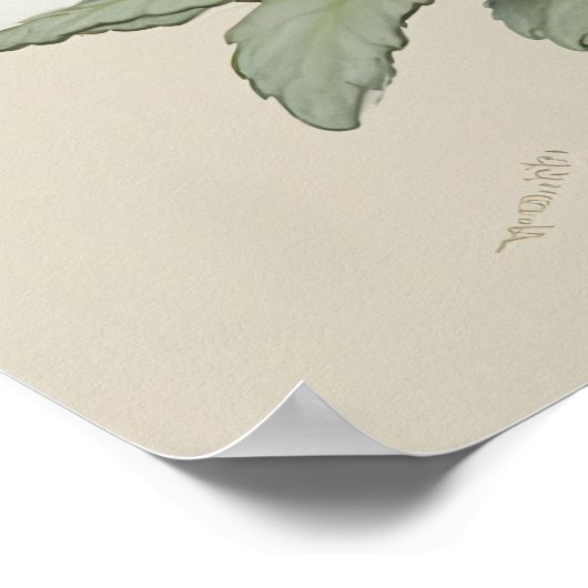 Poster d'impression de l'art de Primrose blanche (Coin)