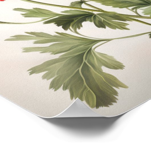 Poster d'impression de l'art des fleurs d'anémones (Coin)