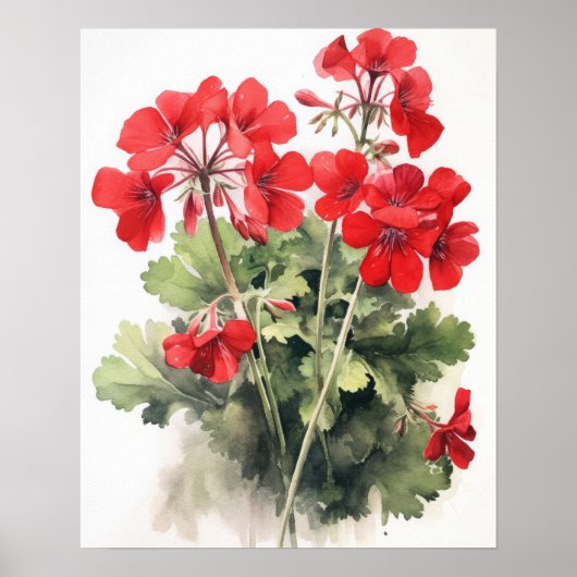 Poster d'impression de l'art des fleurs de géraniu (Devant)