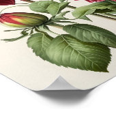 Poster d'impression de l'art des fleurs Red Dahlia (Coin)