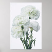 Poster d'impression de l'art des oeillets blancs (Devant)